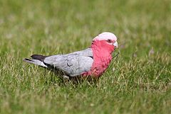 Galah